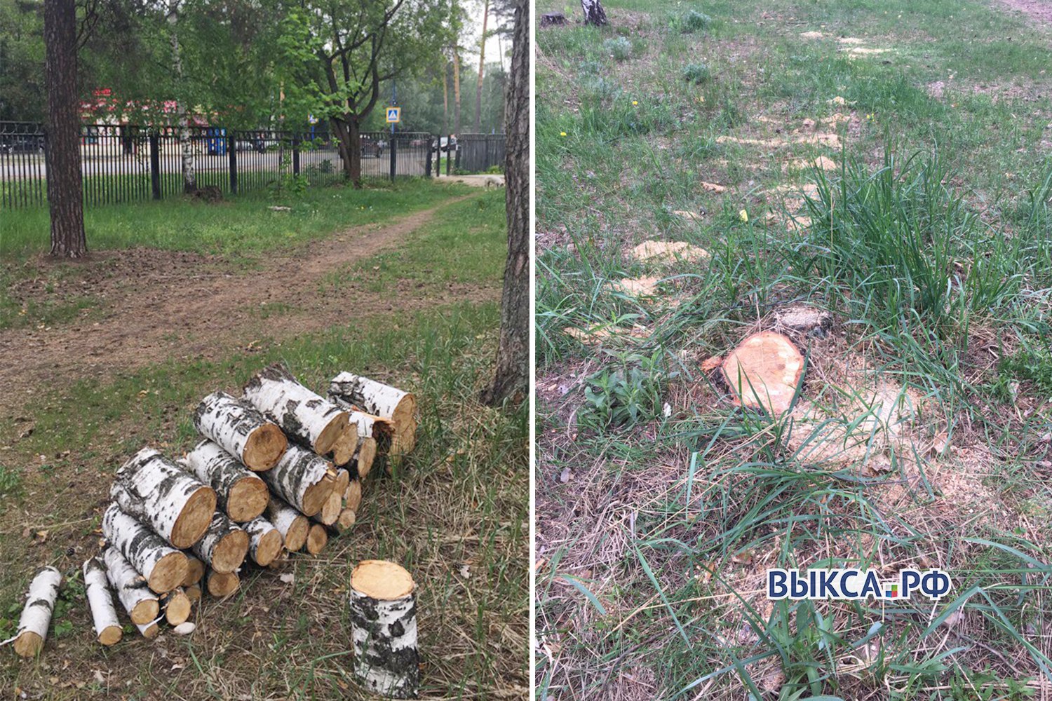 Берёзу в парке распилили на дрова